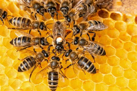 The Magical Properties of Magi Bean Honey from Bee Swarms